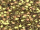 Fabric Color: Gold/Bronze