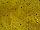 Fabric Color: Yellow (2)